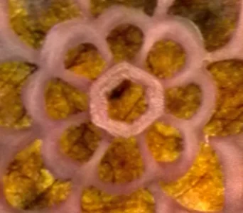 hexagon center.jpg