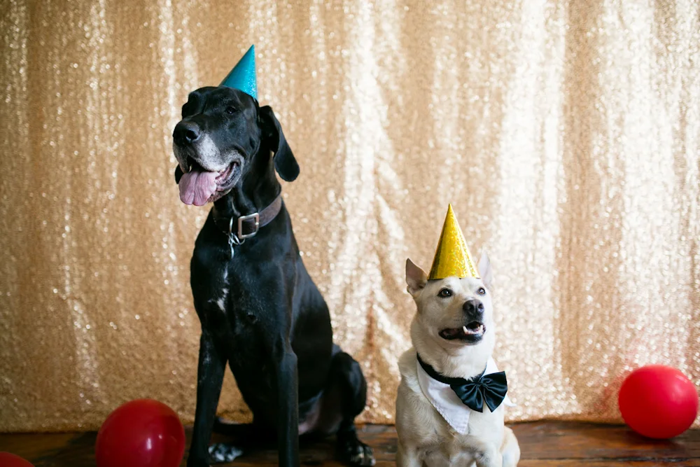 party time, excellent