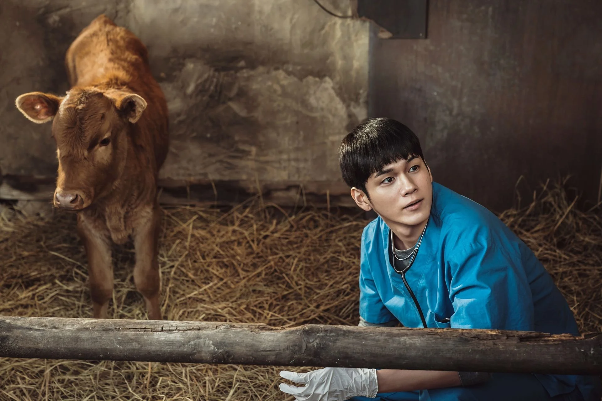 Cattle Run_Still_Busan (3).jpg