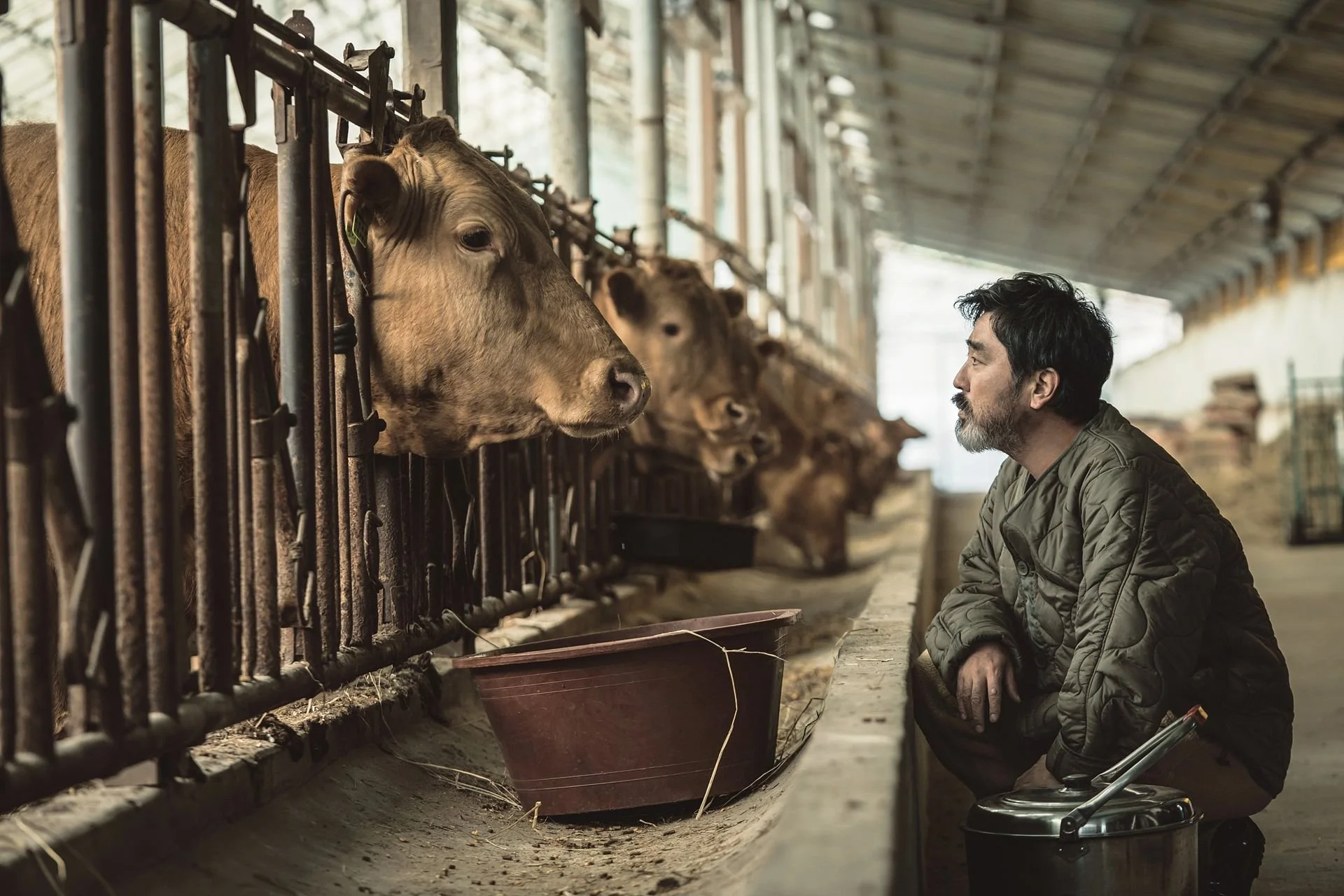 Cattle Run_Still_Busan.jpg