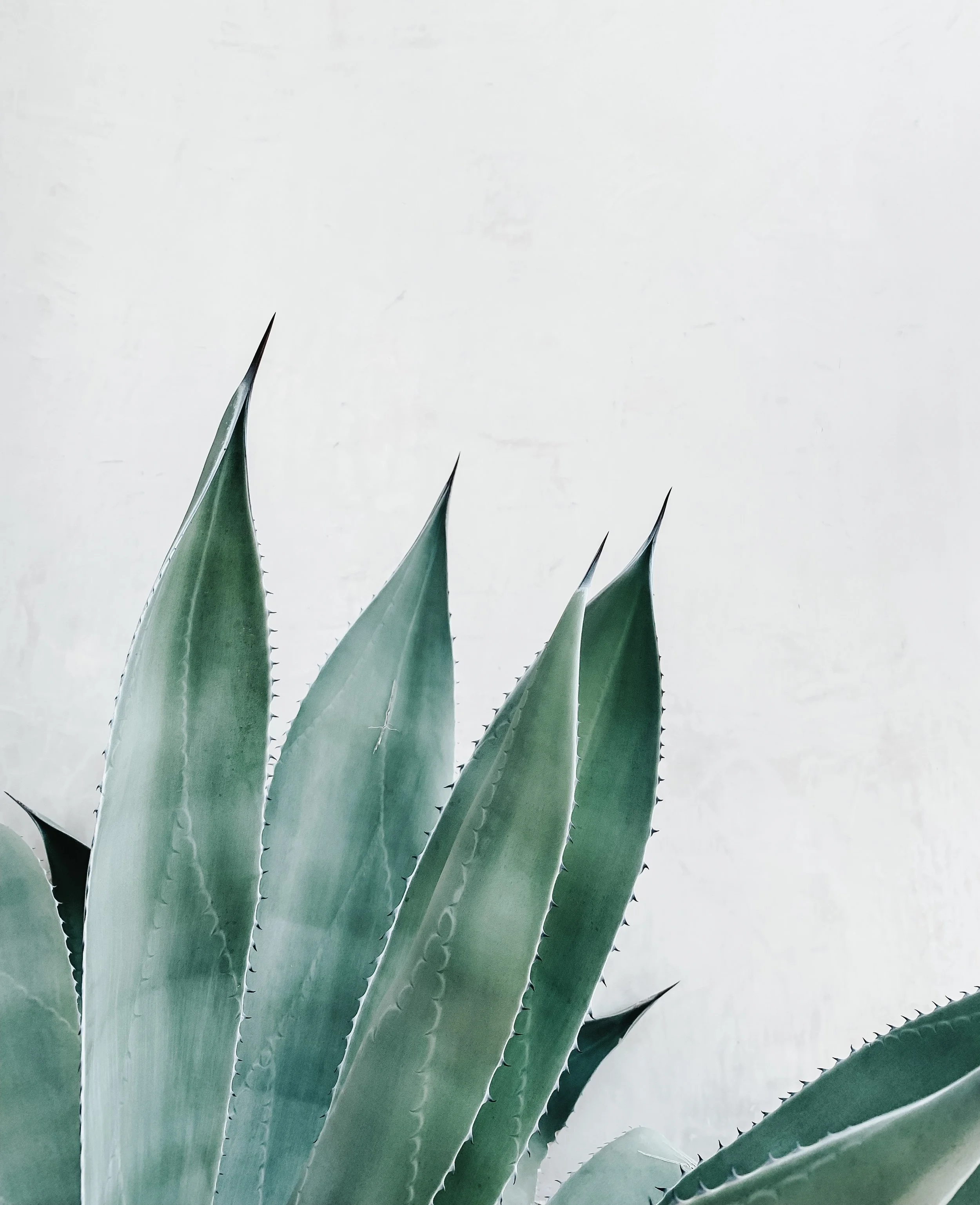 XOCHIBOTANICALS En Proceso Cliente: Xochibotánicals Diseño: Itzia Guzmán Diseño de Iluminación: Valeria González Industrial Vallejo, Ciudad de México, 2019