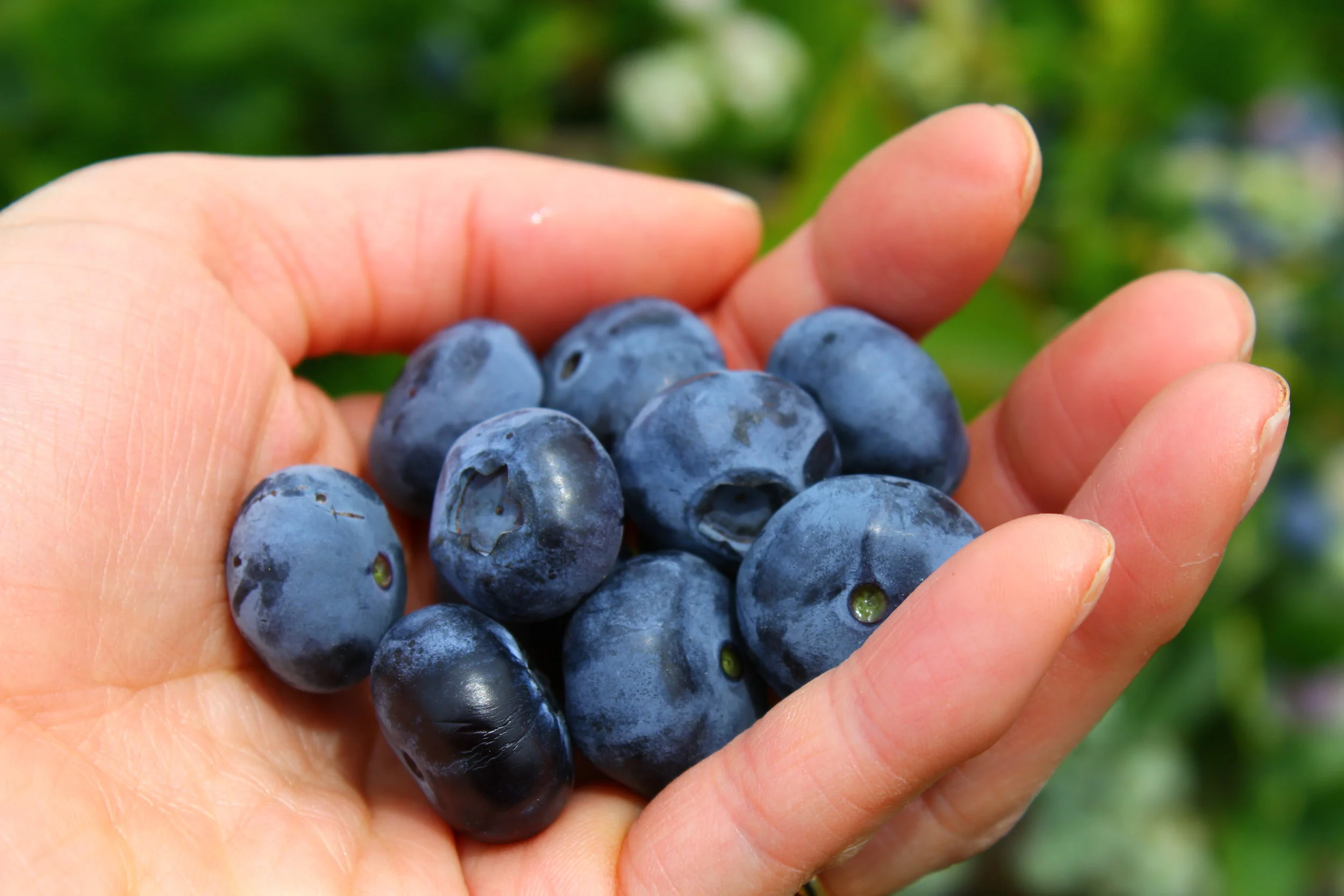 FRUIT PICKING ON THE FRUIT LOOP TRAIL 