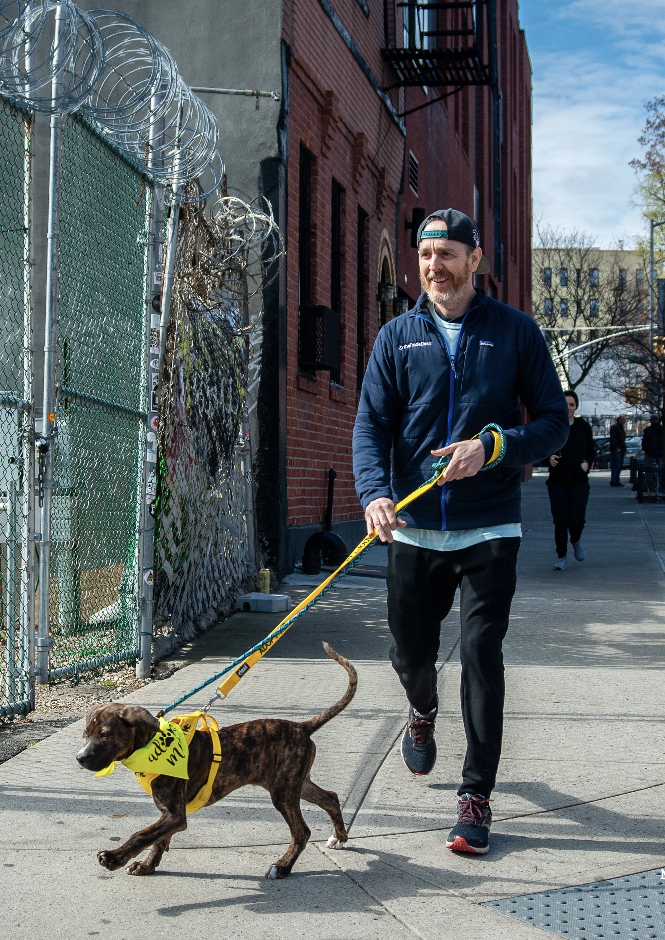 How Many Miles Should A Dog Walk A Day