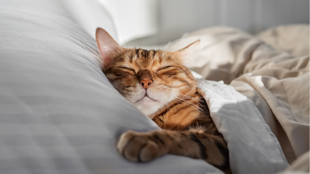 daylight savings sleeping cat in bed