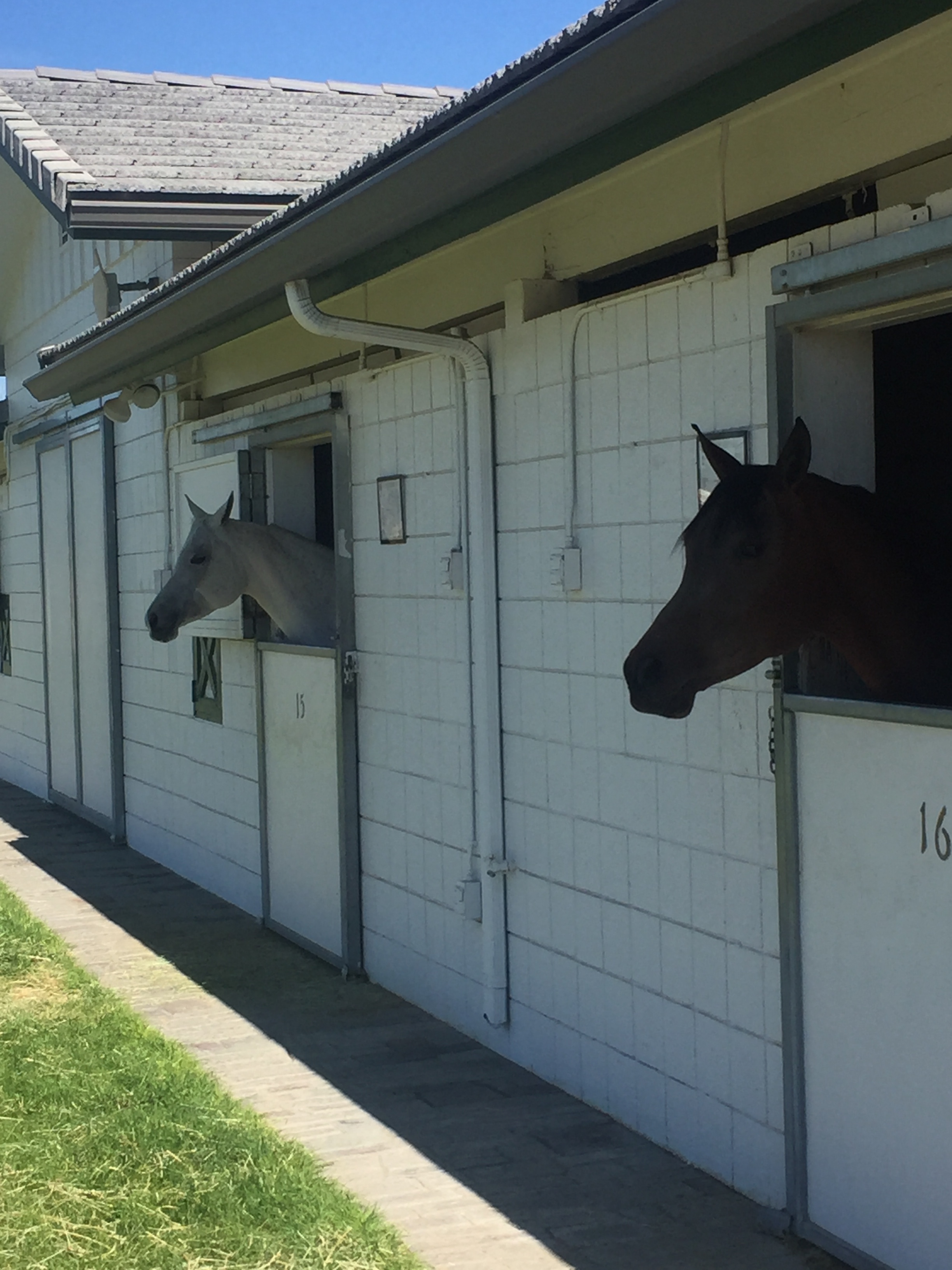 A couple of Wayne's Arabians