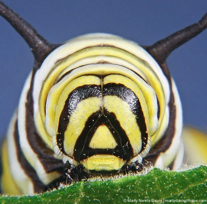 monarch_cat_face_closeup2(c)_marty_n._davis-7108