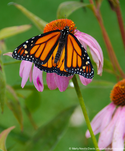 adult / butterfly — Marty Nevils Davis | Photography & Butterflies