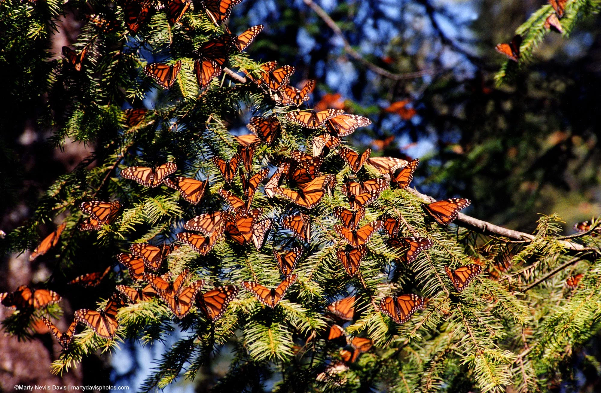 Monarchs-in-Mexico_martynevilsdavis.jpg