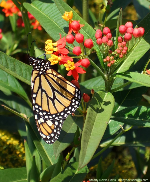 Tropical Milkweed (Asclepias curassavica)