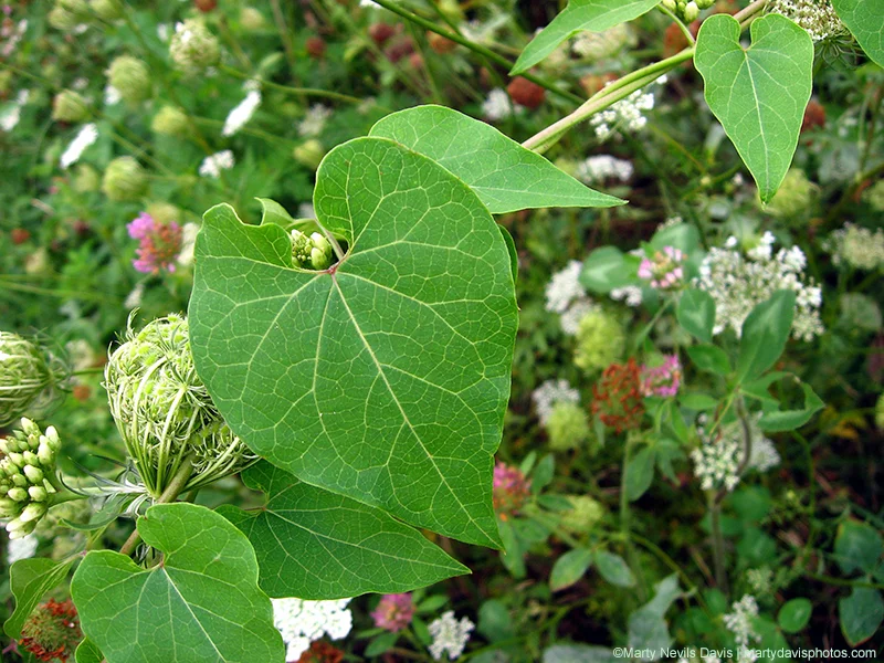 Sand Vine Milkweed (Cynanchum laeve)