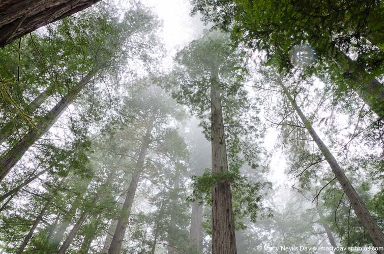 redwoods-5392.jpg