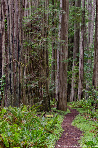 redwoods-5331.jpg