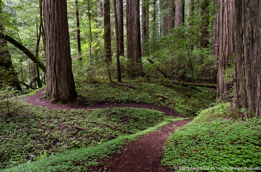 redwoods-5301(c).jpg