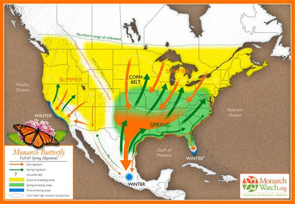 Orange is notes the fall migration, green is the spring migration, and yellow is the monarch's summer range. The overwintering areas are noted in blue. Based on original map design created by Paul Mirocha ( paulmirocha.com ) for Monarch Watch.