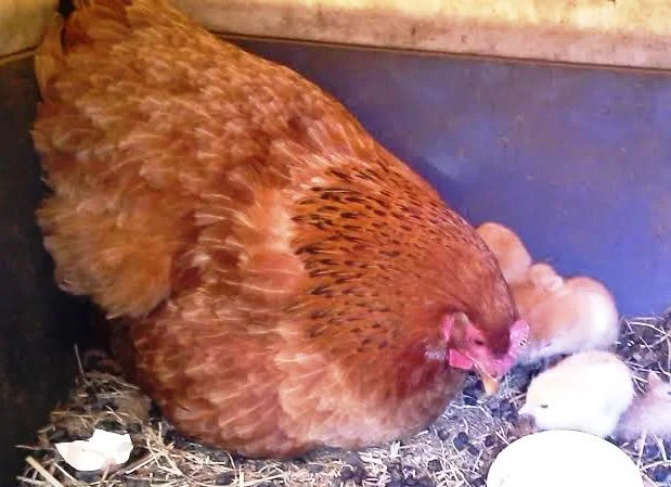 chicks3cr.jpg