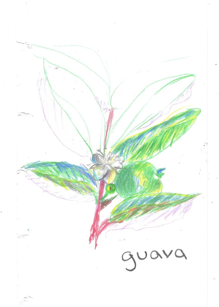 guava.jpg
