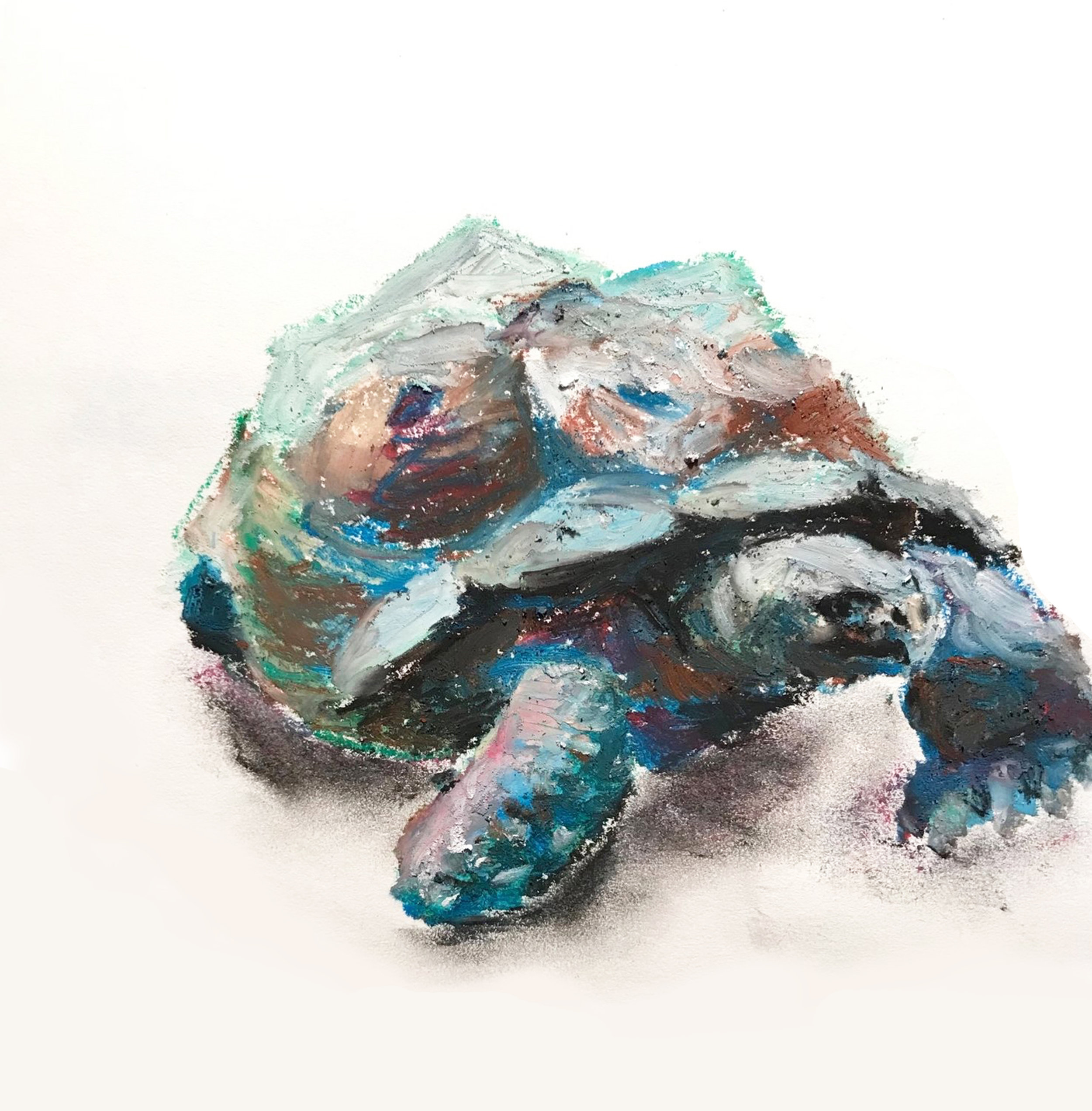 Kyle Marini Tortoise x 6.jpg