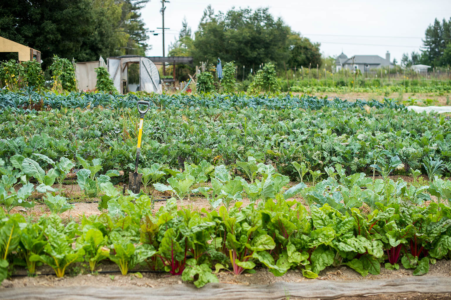 lowells_farm-133.jpg