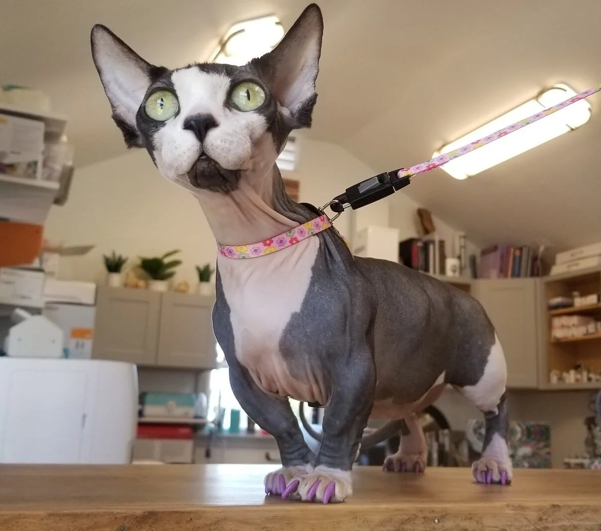 Bean Veterinary Services-Dr. Rebecca Bean