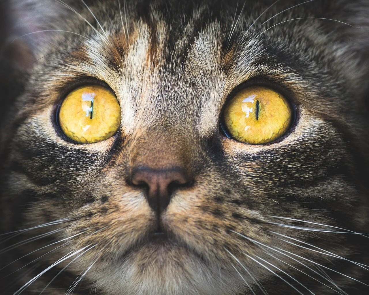 Bean Veterinary Services-Dr. Rebecca Bean