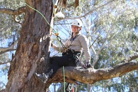 Reannan Honey conducting field work, climbing trees is all part of the fun. Image courtesy of Reannan Honey.