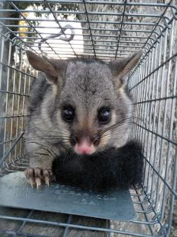 Reannan’s research will investigate whether artificial hollows can provide an alternative option to nest boxes for animals, like this possum. Image courtesy of Reannan Honey.