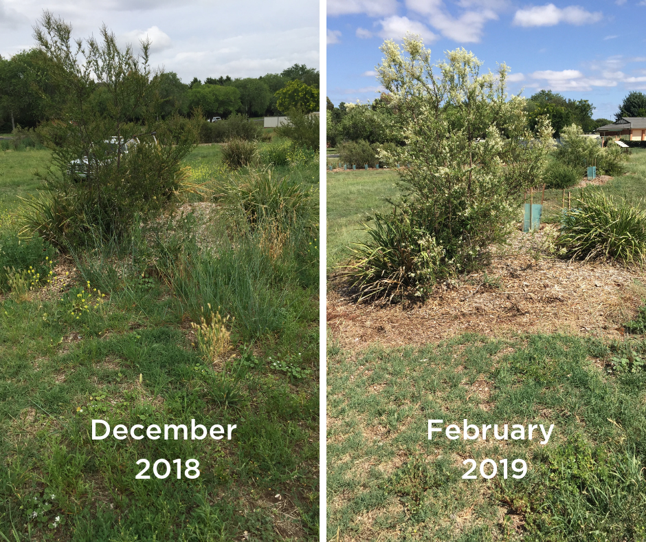 Weed control, mulching and infill planting works have now been completed