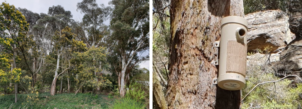 Our Projects: Farmers Creek Habitat and Hollows Project