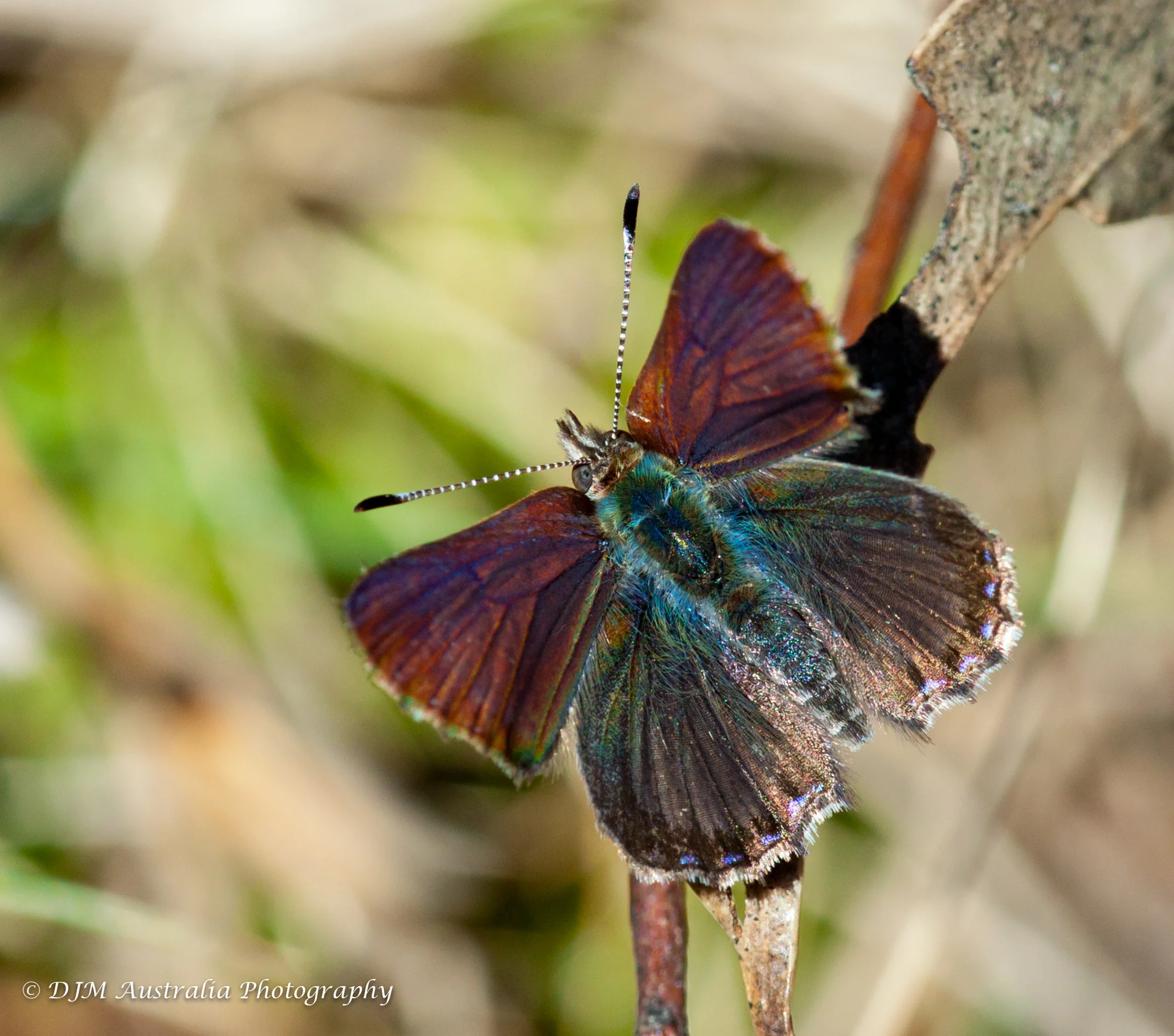 Bathurst Copper Butterfly (image courtesy of DJM Australia Photography)