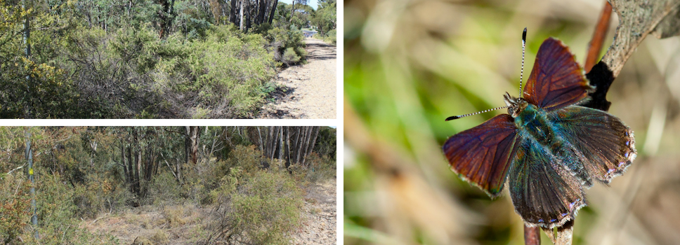 Our Projects: Enhancing Purple Copper Butterfly Habitat