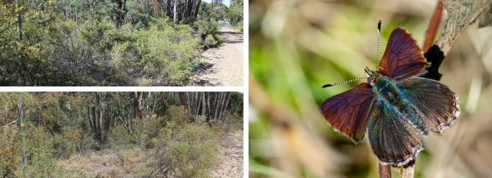 Our Projects: Enhancing Purple Copper Butterfly Habitat