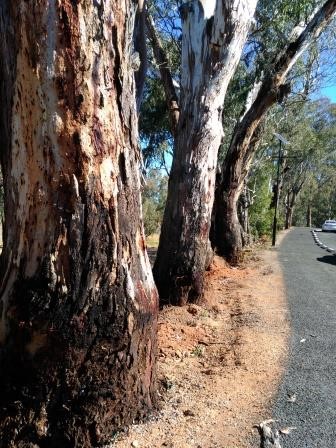 Remnant River Red Gums ( Eucalyptus camaldulensis ) at the site provide key habitat for a range of native fauna species, as well as providing bank stabilisation