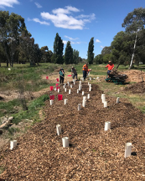 Rotary members planting at Nelson Park as part of Sustainable Living Weed 181118b.png