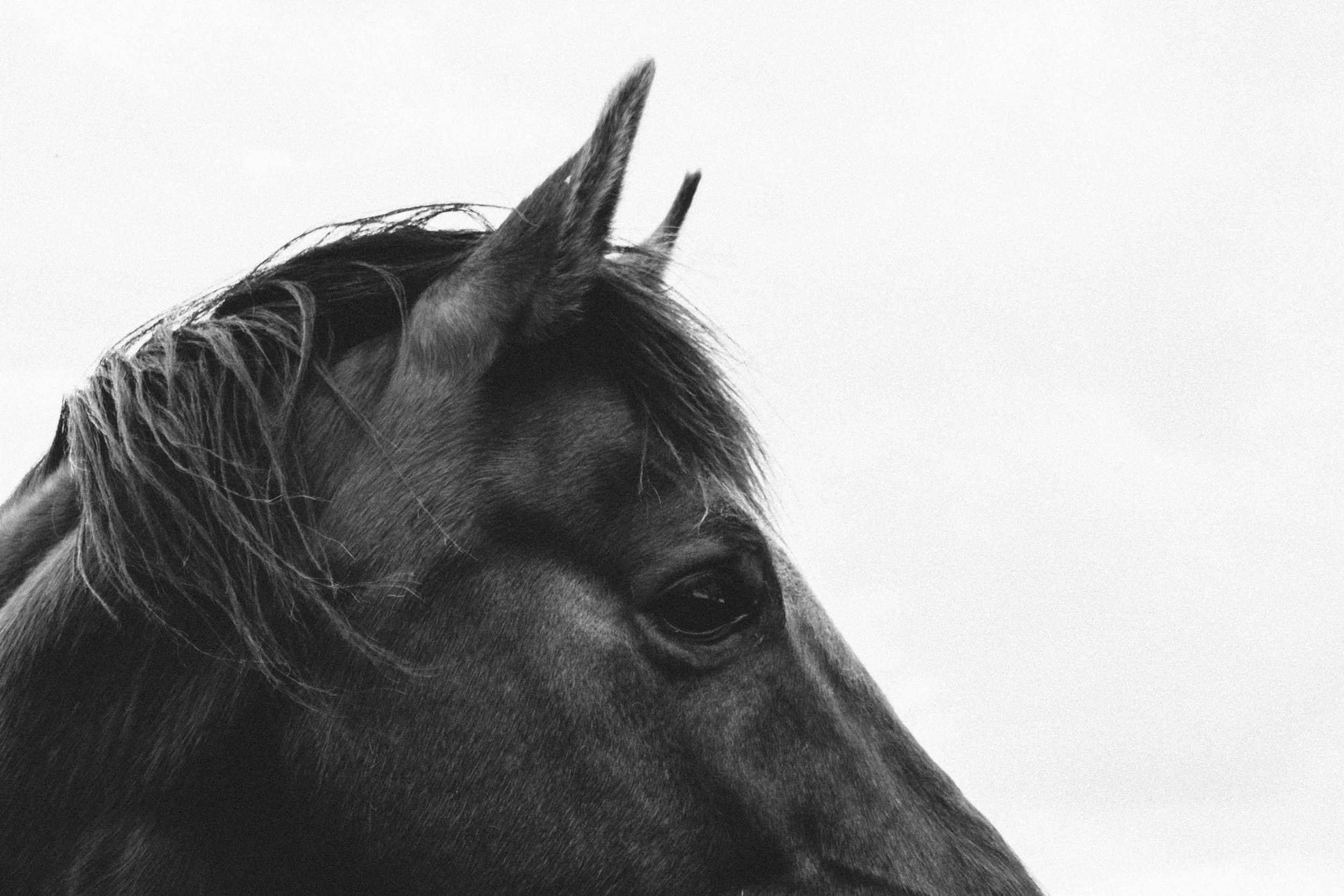 Day 1/100: The Beginning