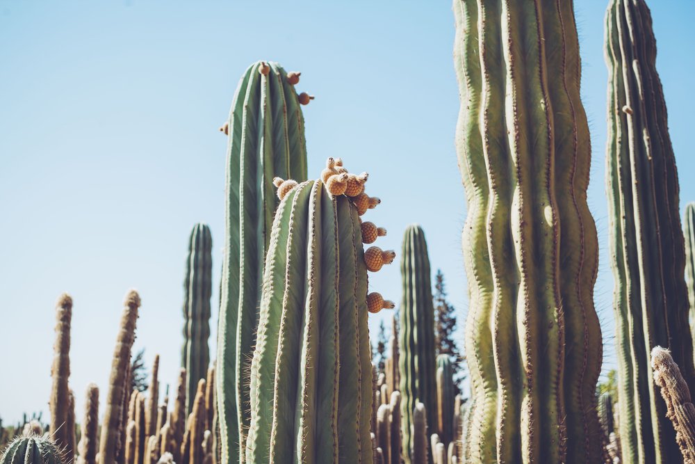 Louis Vuitton  Cactus Thiemann — Stacie Hess