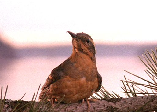 Twin Peaks