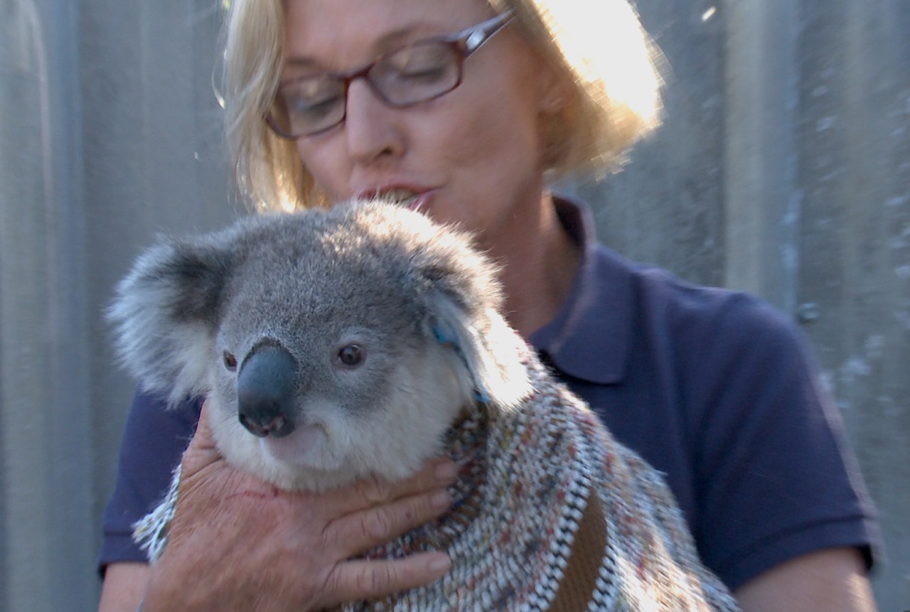 Cultivating Murder - Koala rescue.