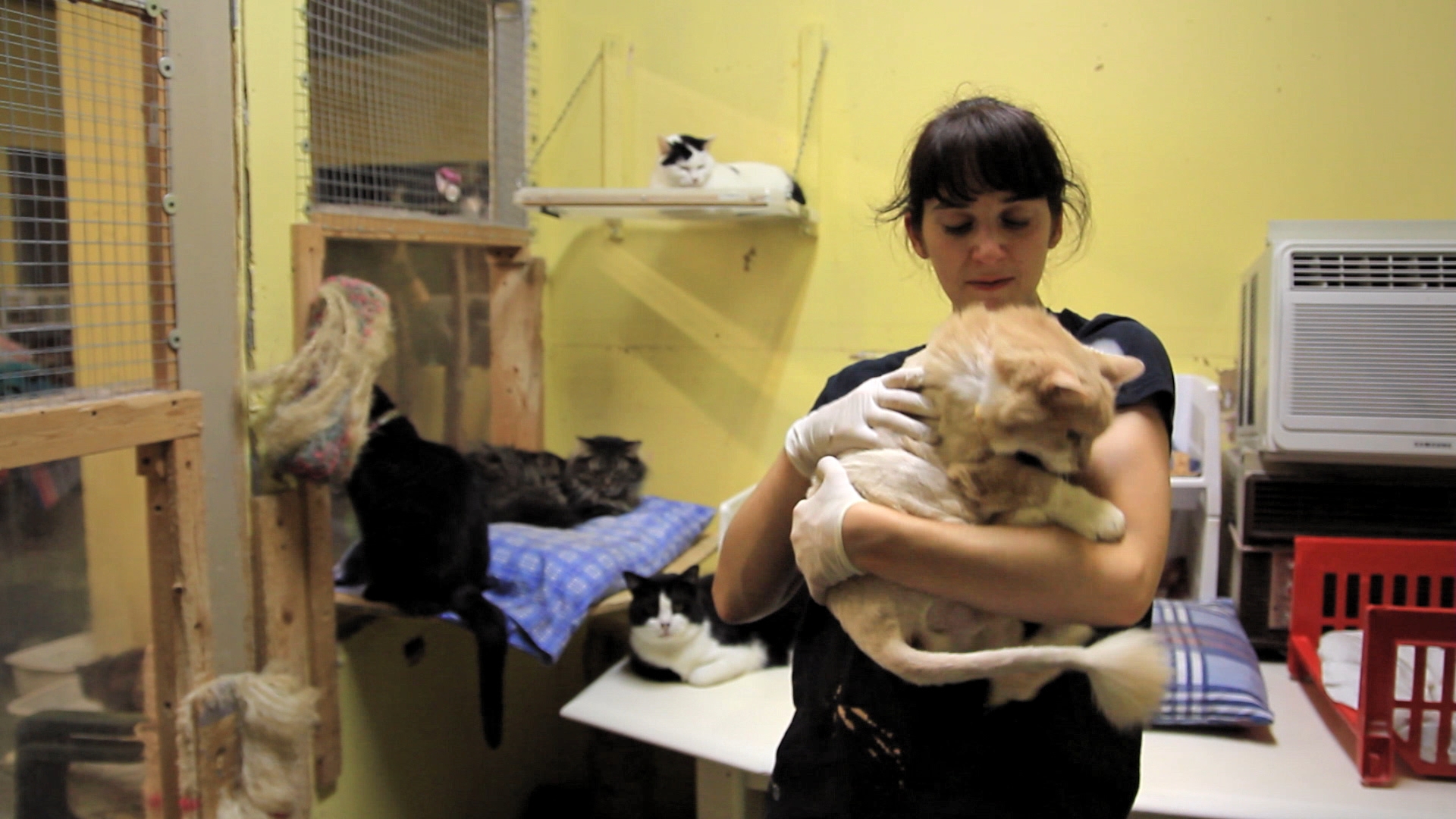 No Kids For Me, Thanks - Melissa Berniqué has been a stepmother on several occasions, which made her realize she didn't want kids of her own. She volunteers several days a week at a cat shelter.
