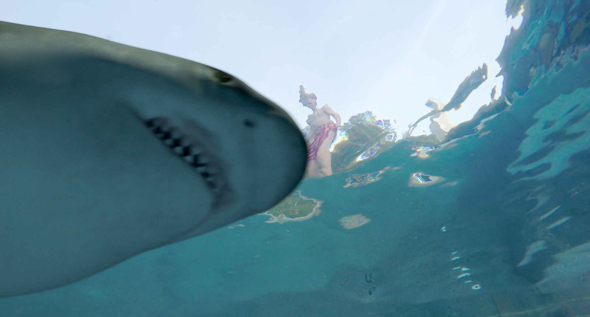 Shark Attack - Anyone for a dip in the pool?