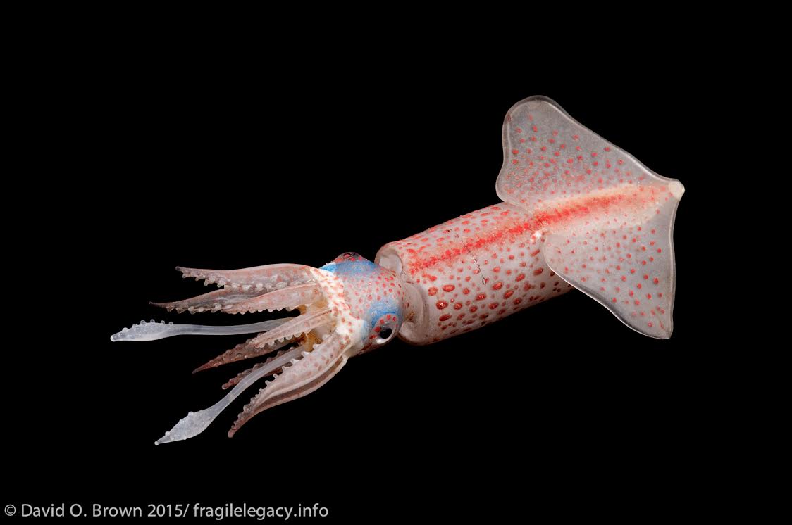 Fragile Legacy - Glass model of a squid.