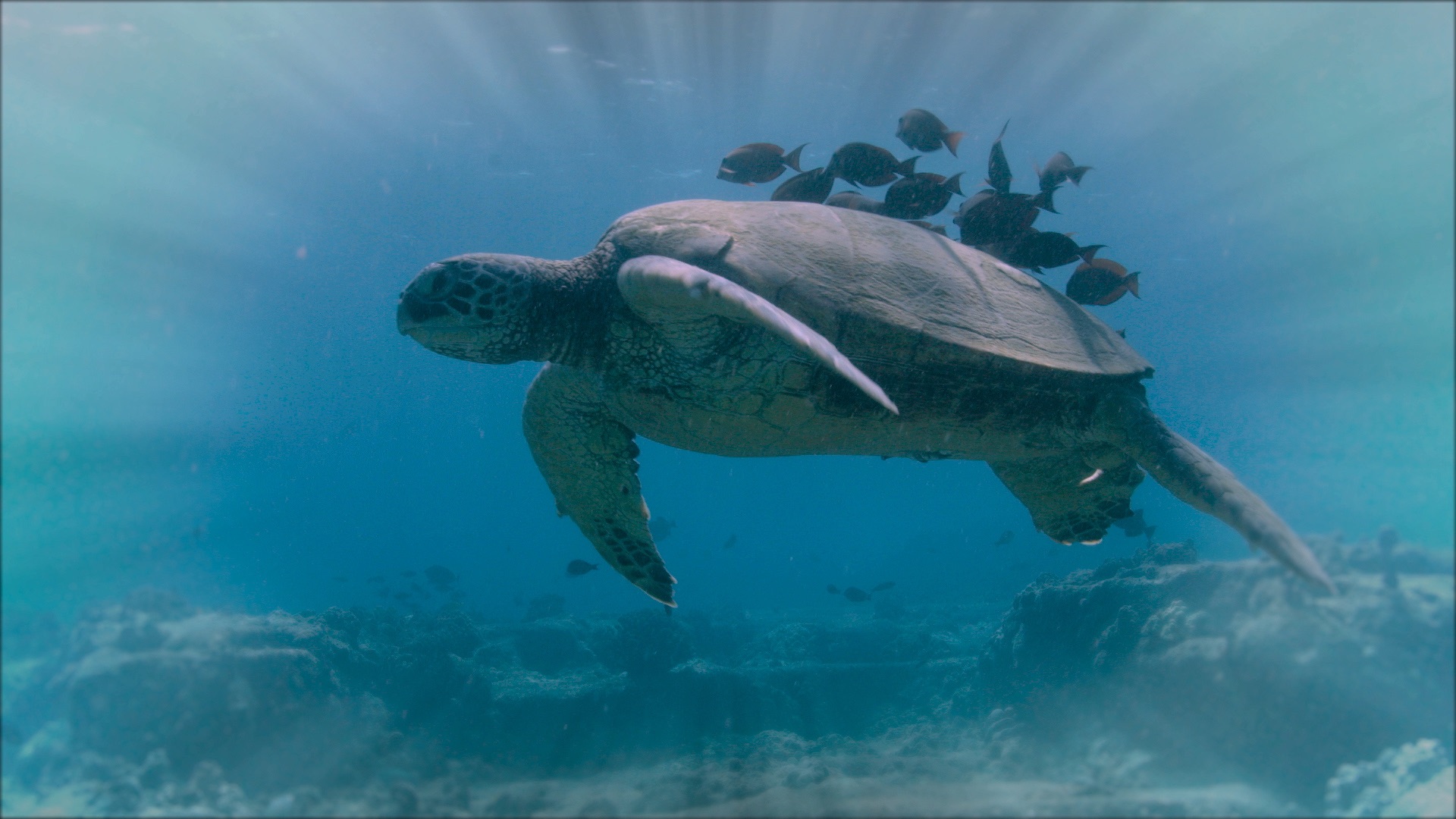 My Haggan Dream - A turtle swims while fish clean its shell. Photo by Sisbro Studios
