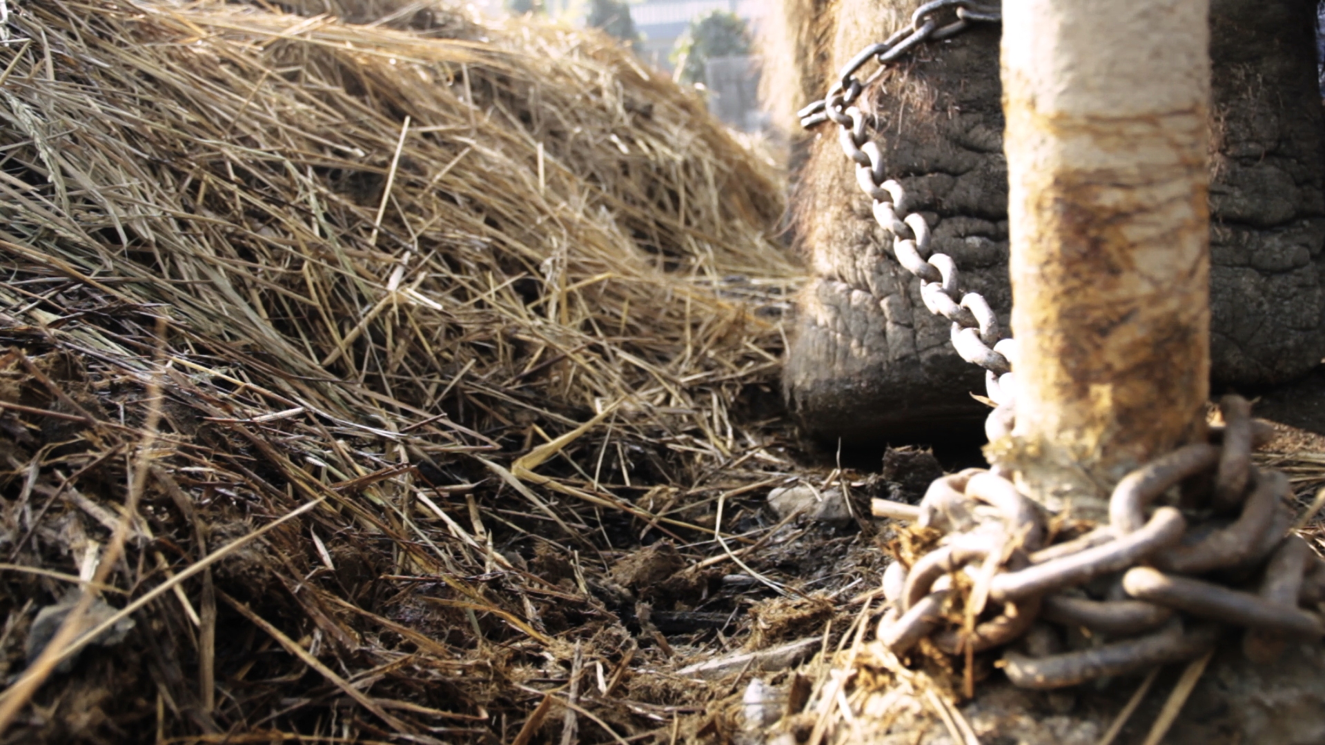 Unchained - Elephants in chains. Sauraha, Nepal.