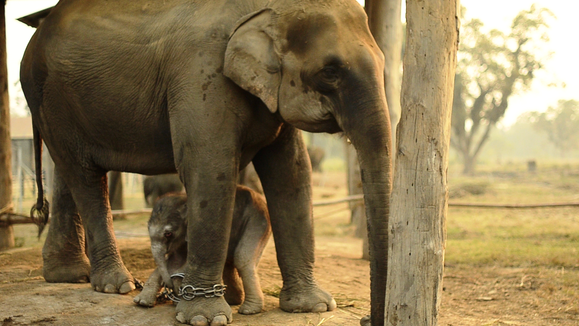 Unchained - One day old baby elephant, trying to take the chains off her Mother. Breeding Center, Sauraha, Nepal. Still by Leticia Ruiz