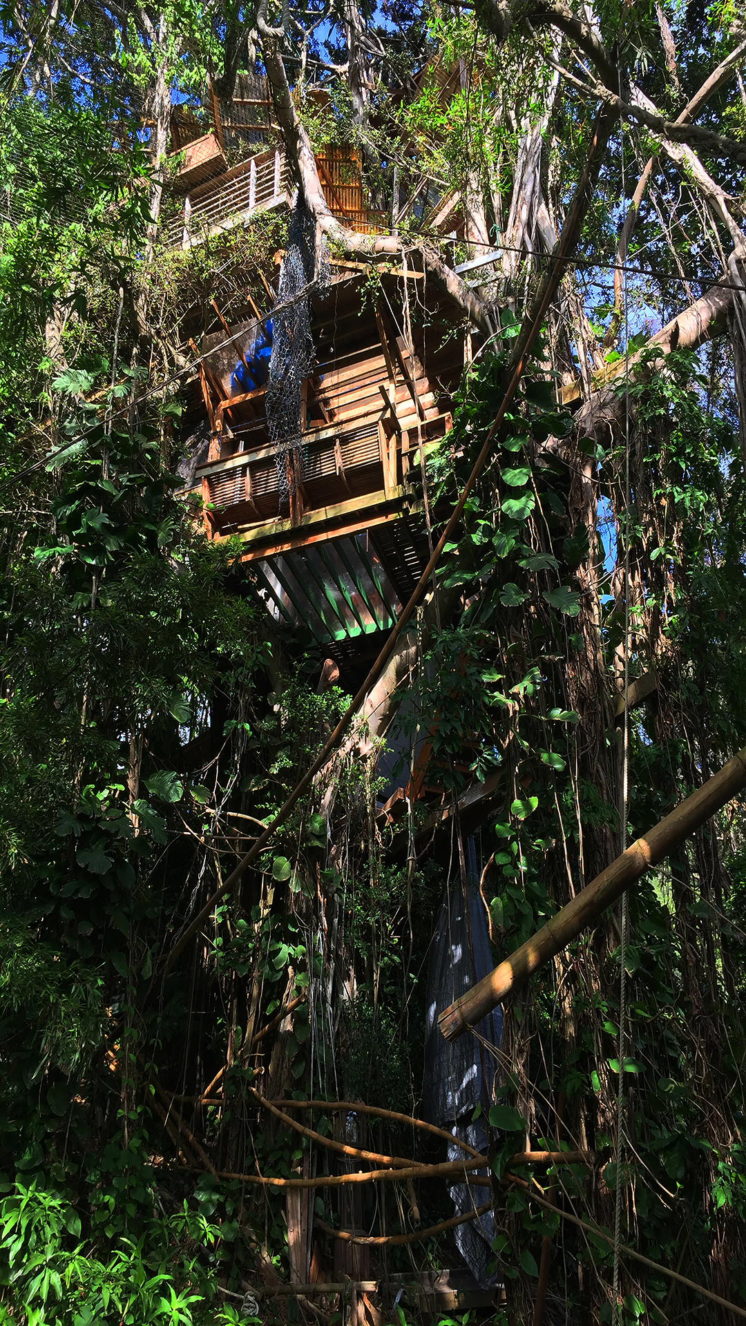 The Bridge - The five-story treehouse in Hawaii's Manoa Valley