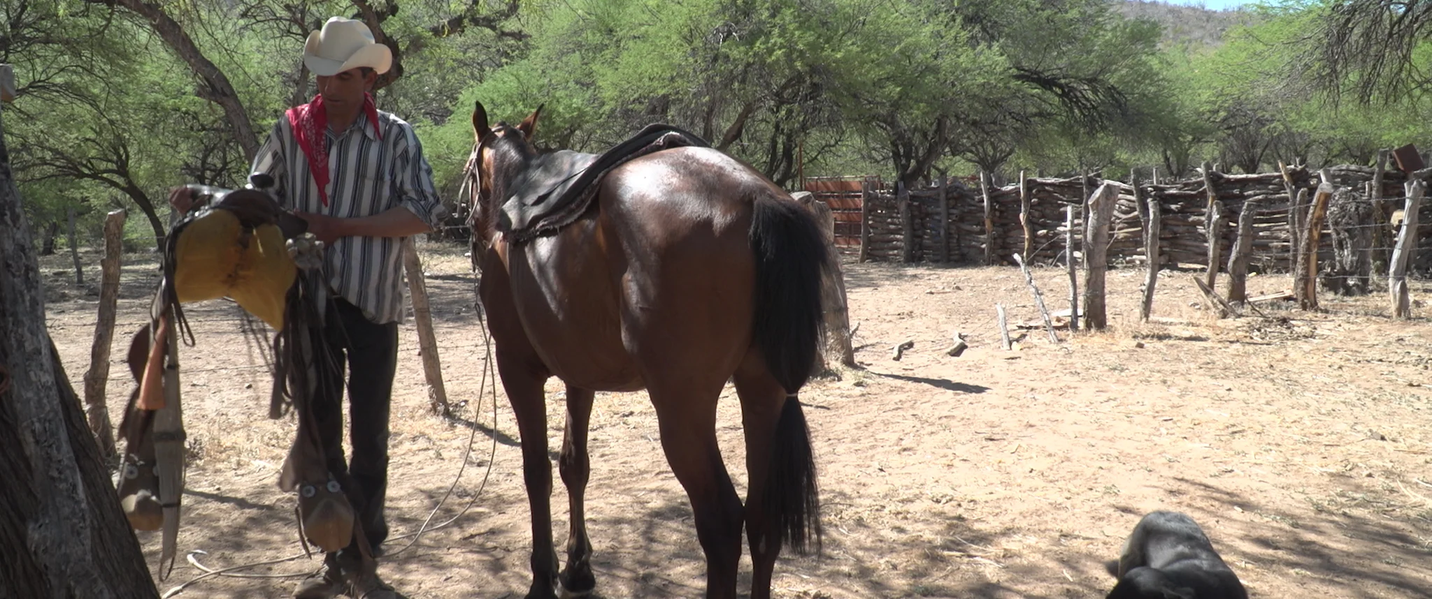 Ranchers involved in the Northern Jaguar Project's Viviendo con Felinos (living with cats) program have long feared the predators that could kill their cattle, but they now agree not to harm any wildlife on their lands.