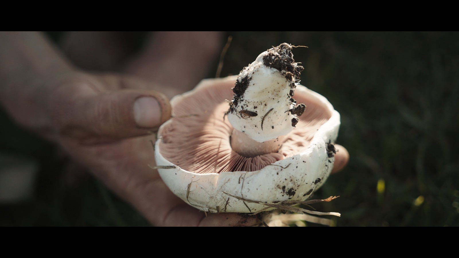 A salt-loving agaricus picked fresh from your local park
