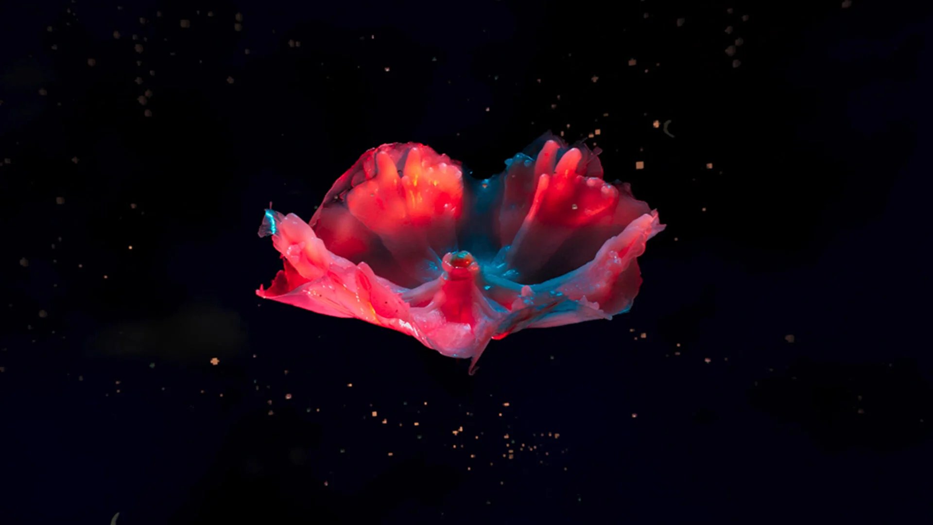 The Orchid and the Bee (VR)