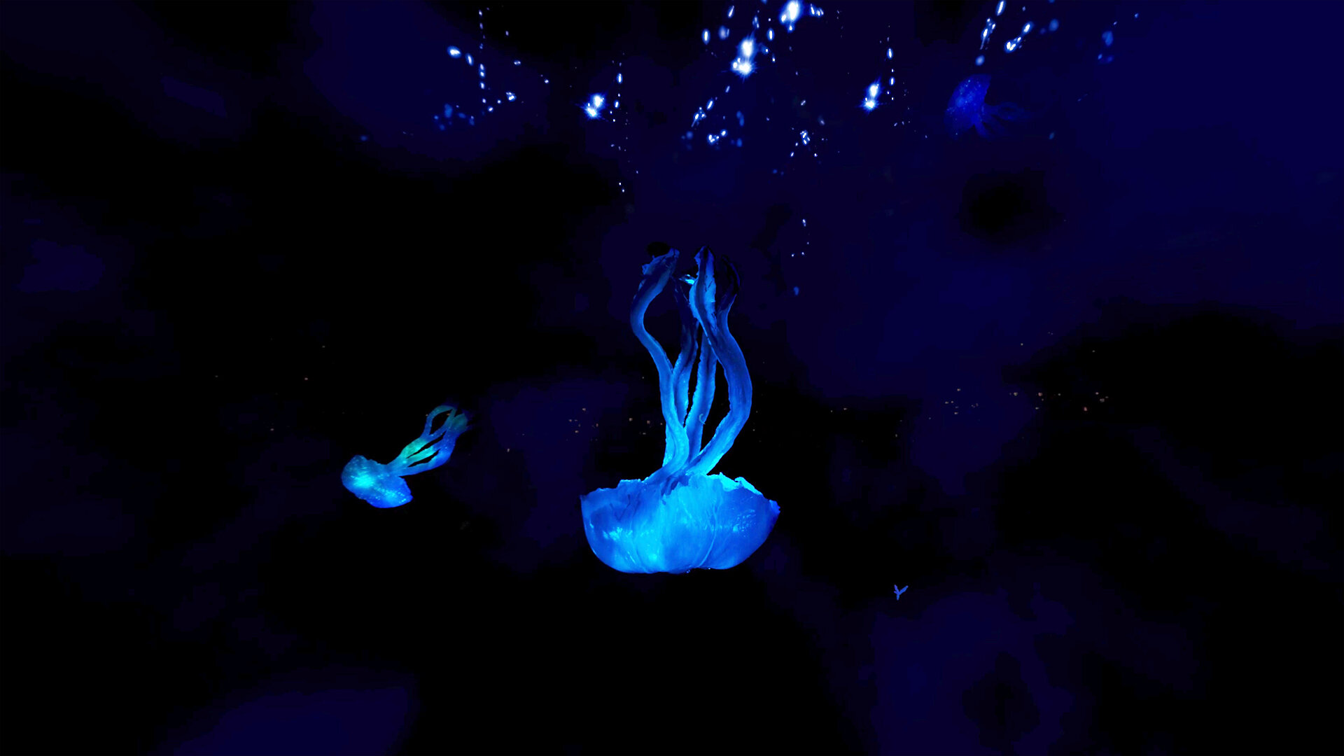 The Orchid and the Bee (VR)