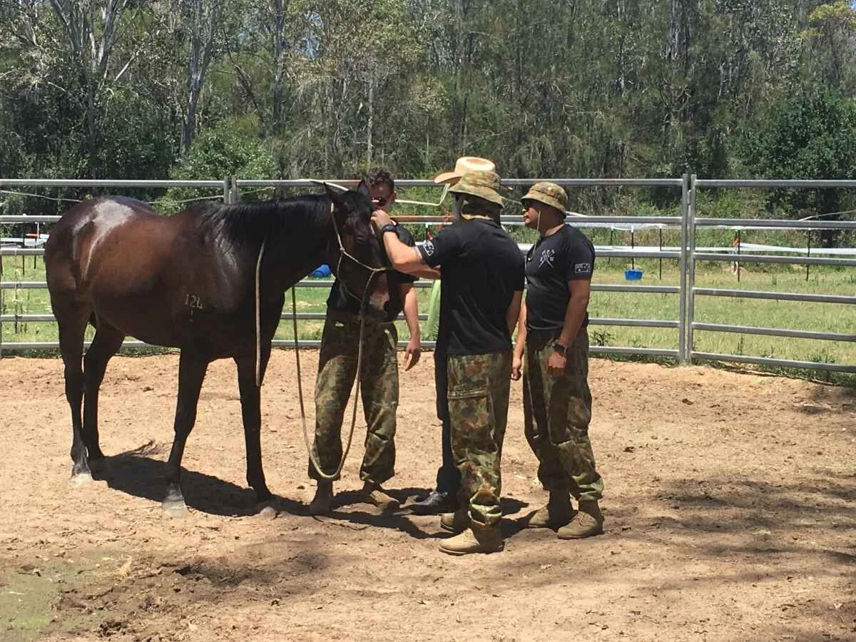 Veterans in The Horses