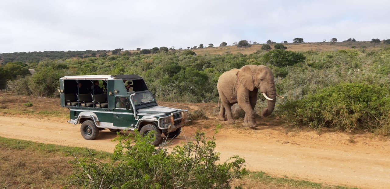 Behind the scenes of The Last Extinction - Elephants saying hello the the crew
